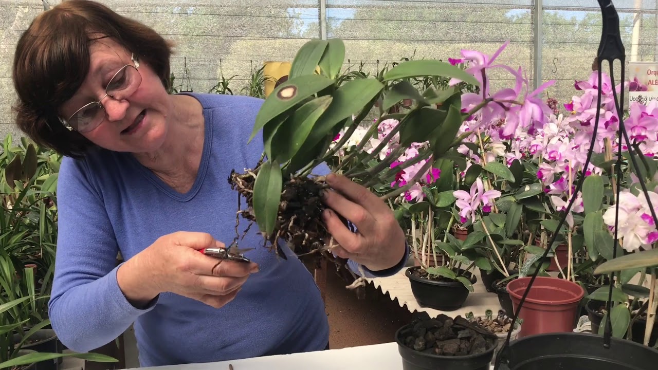 Afinal plantar Orquídeas no carvão da certo ou não?