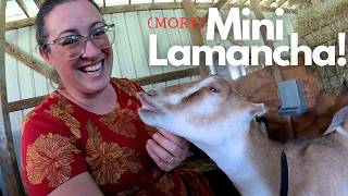 I Got FOUR More Goats! (Cull Regrets) | Mini Lamancha Goats