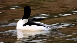 Rarely seen: Mating Goosanders / Zelden gezien: Paring Grote Zaagbekken (Mergus merganser)
