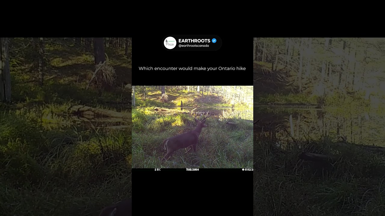 EYES IN THE FOREST | Which Would Make Your Ontario Hike? #earthroots #wildontario #wildlife