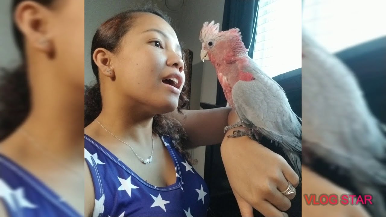 Galah cockatoo sounds/talking and love kisses, YouTube