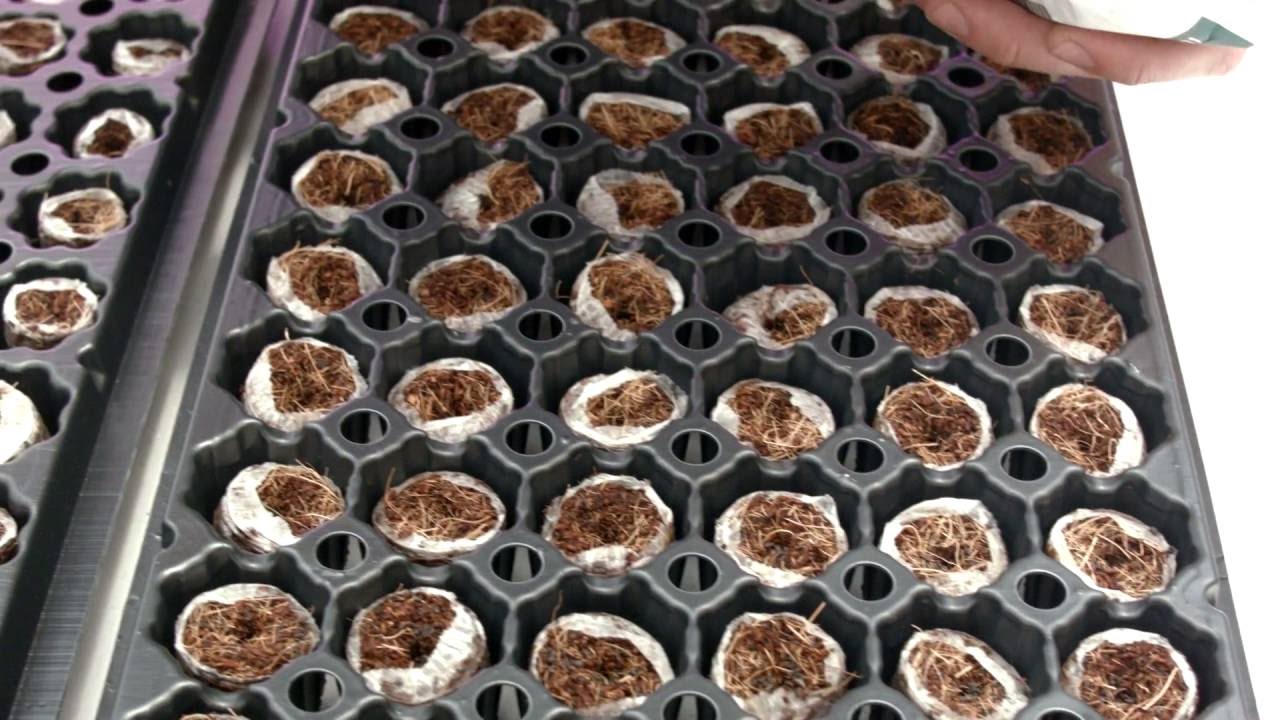 Hort Americas Organic Plugs for Germination and Propagation in