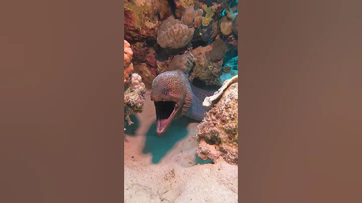 Screaming Moray Eel