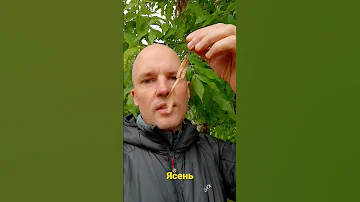 Как выглядит ясень?