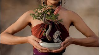 Top 5 bonsai trees for beginners, a guide to selecting the right bonsai tree for you.