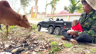 Download Lagu Te schattig! CUTIS rijdt in een supercar om ontbijt te kopen voor papa die een koe hoedt. MP3