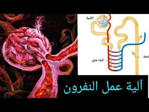 آلية عمل النفرون كيفية استخلاص البول