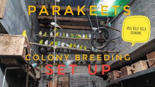 Parakeet colony breeding
