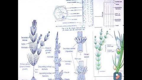 CHARA//OCCURRENCE, CELL STRUCTURE AND GROWTH//GREEN ALGAE// B.Sc. BOTANY LECTURES