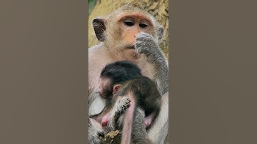 So Cute? #shortsclip #subscribe #monkeybaby  #monkey #primates #savetheprimates #babymonkey #monkeys