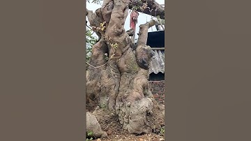 Cây khê độc đáo 102