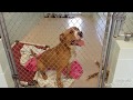 Dog Adoption Room Walk Thru 10-3-17