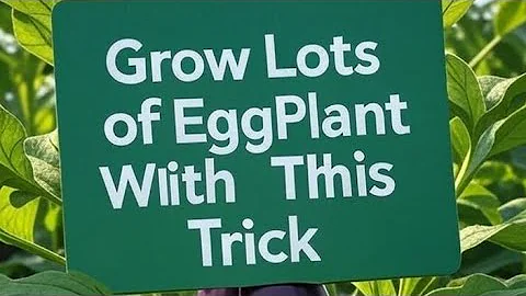 10 Tricks to Grow Lots of Eggplant  - Growing Brinjal in Pots