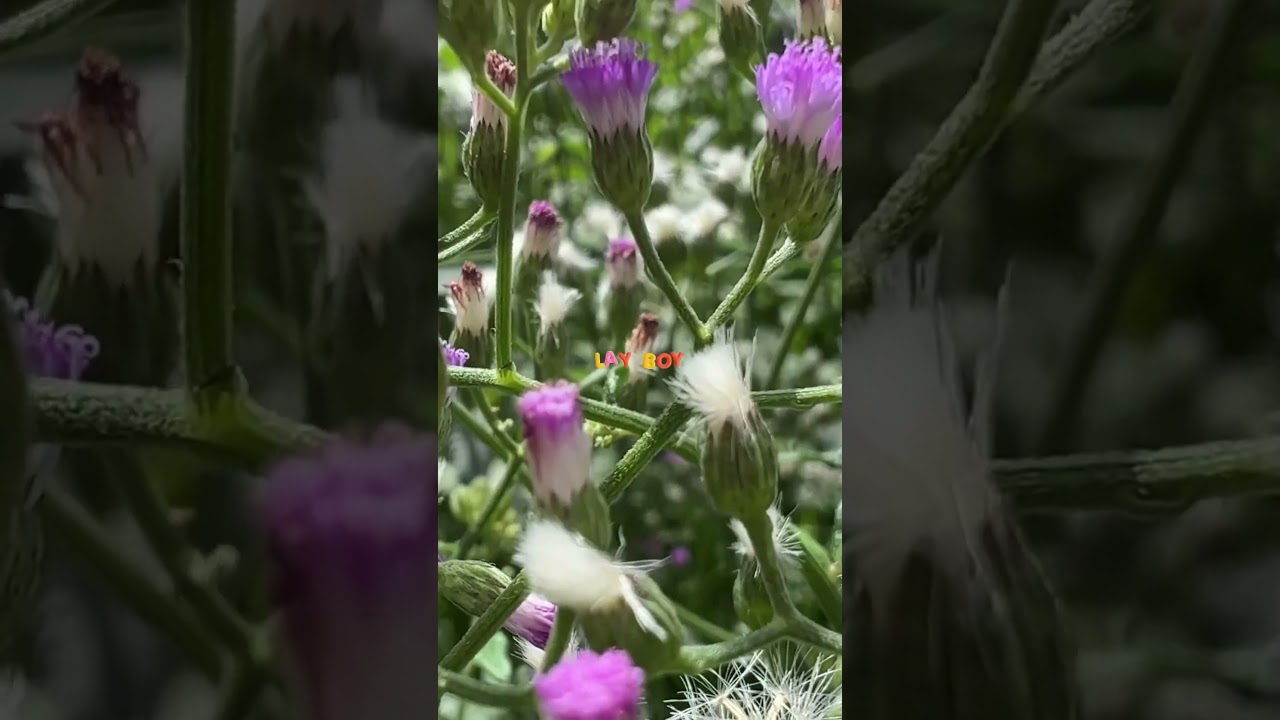 Seeing Flower as stress relief ! 