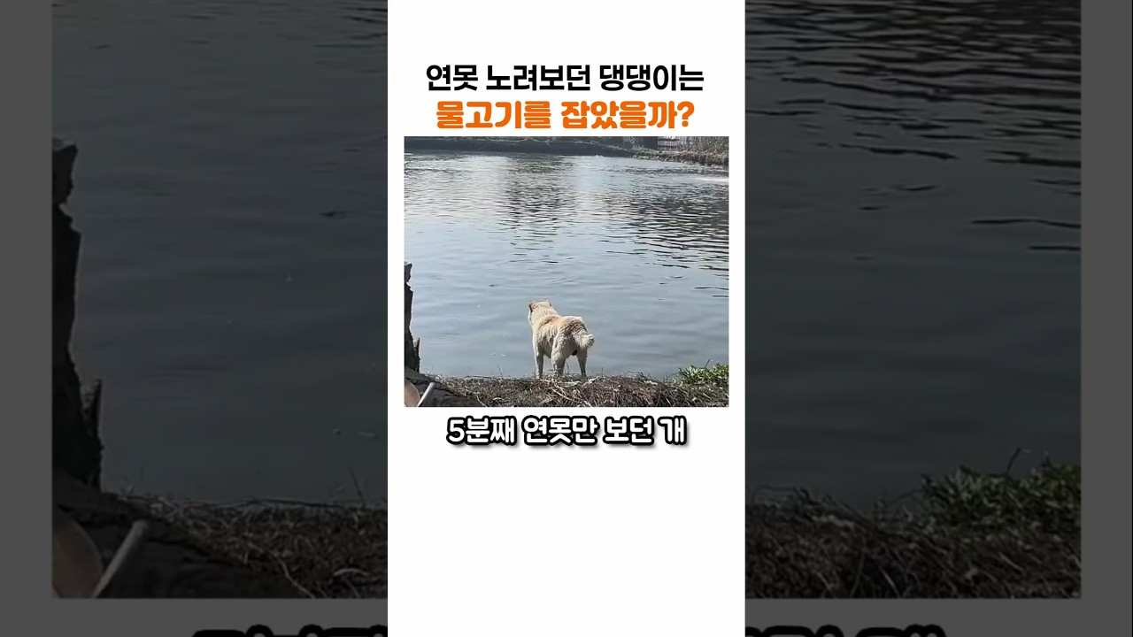 "저래서 뭘 잡겠다고…" 개가 연못을 노려본 결과