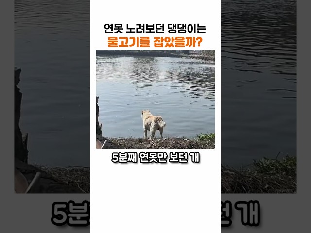 "저래서 뭘 잡겠다고…" 개가 연못을 노려본 결과