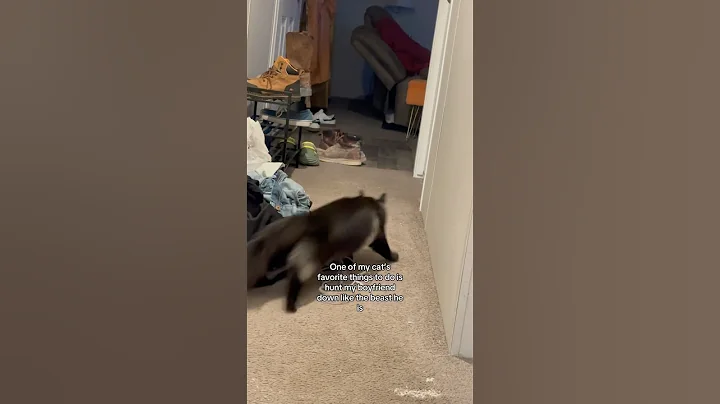 Watch the video about Don’t mind the mess #like #cat #musiccat #subscribe #funny #follow #mainecoon #blackcat #kitten #abc