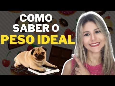 Vídeo: Seu cão está com excesso de peso? Aqui está o que você precisa saber