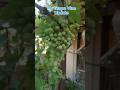 My grape vine update  gardening tips  viral nature flowers grapetree grapevine grapeharvest