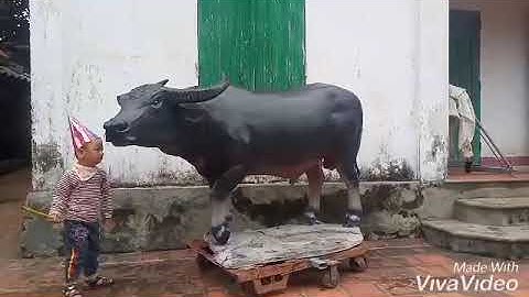Tượng con trâu bằng xi măng , đẹp và rẻ nhất - water buffalo sculpture