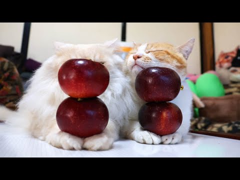 秋映りんごのせ猫　221129