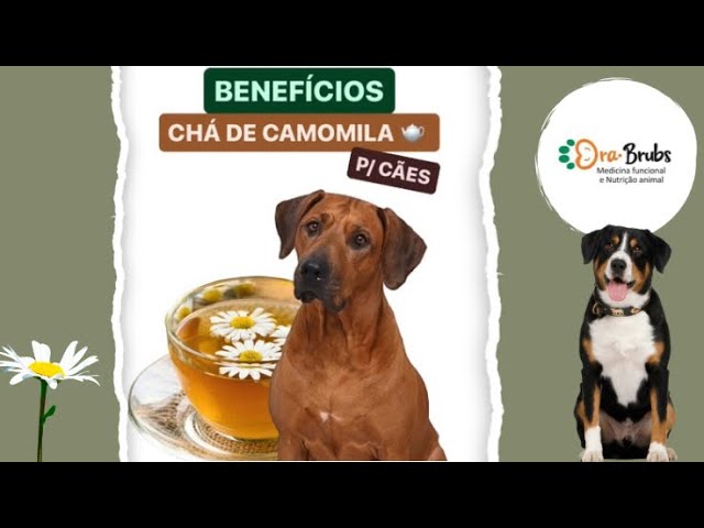 BENEFÍCIOS DO CHÁ DE CAMOMILA P/ CÃES