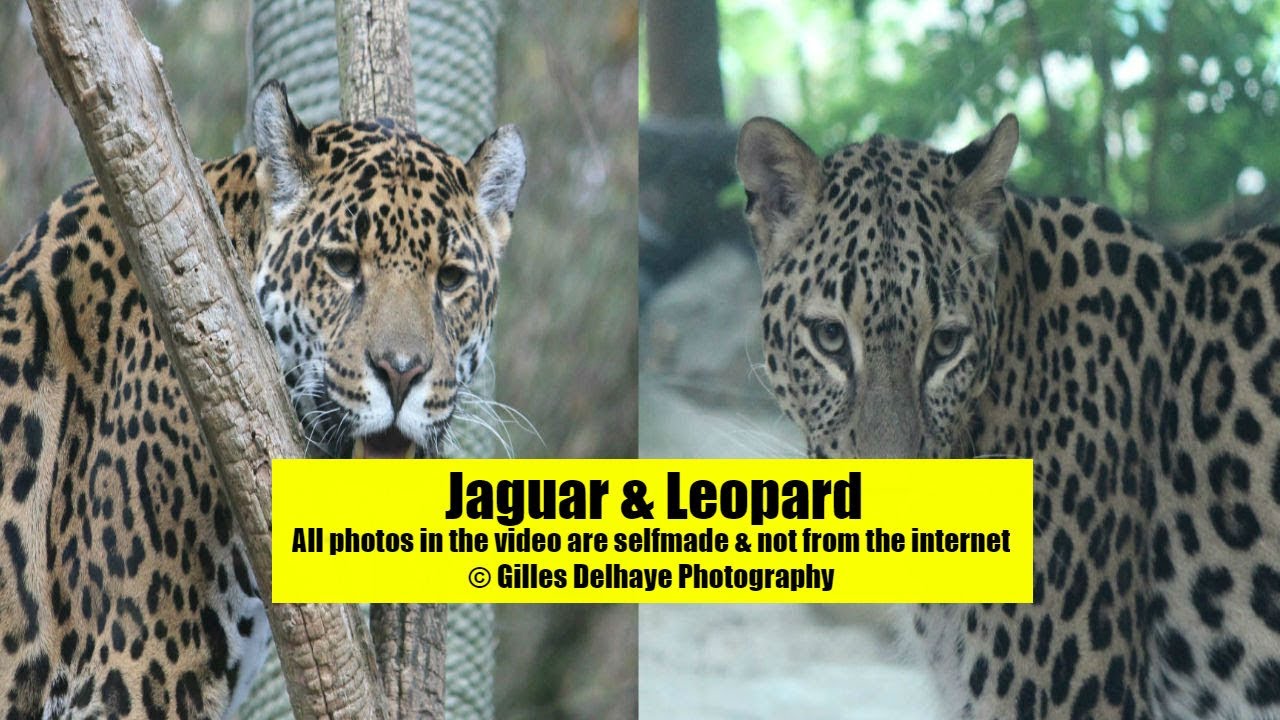 Jaguars & Leopards The Differences By G.Delhaye Photography YouTube