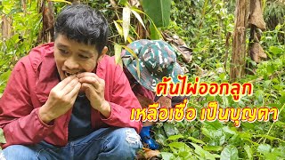 ต้นไผ่ออกลูก เหลือเชื่อ เป็นบุญตา | เอิร์ธสดชื่น เข้าป่า ตอนที่ 1