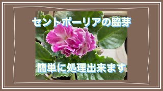 お買得な人気商品 ミニセントポーリア 白色八重の脇芽苗 Cb8557b1 法人様価格 Pn Batam Go Id