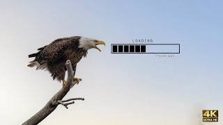 Bald Eagle calling its mate  | Nikon Z9 & NIKKOR Z 180600  | Animals & Birds Photography in 4K