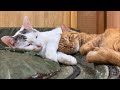 Yuto has graduated! We have seven kittens, and four of them have been entered in the contest!