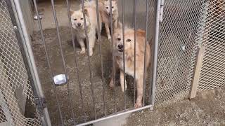 犬猫みなしご救援隊・栃木拠点の午前10時の犬舎 by 犬猫みなしご救援隊InunekoMinashigoKyuentai 7,031 views 4 years ago 4 minutes, 20 seconds