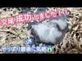 【ハムスター】6回戦まで頑張り、ついにあの2匹が!!(こきち♂🐹)(みるく♀🐹)【ジャンガリアン】