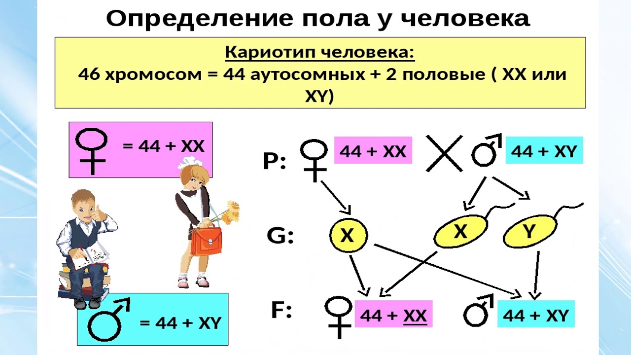 Наследование сцепленное с полом презентация 10 класс. Генетика пола и наследование сцепленное с полом. Биология генетика пола и наследование сцепленное с полом. Теория наследования пола кратко. Решение генетических задач сцепленных с полом.