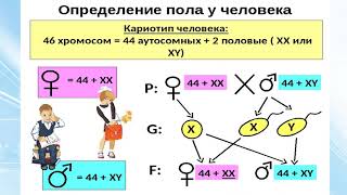 Лекция: Биология - Сцепленное с полом наследование. Генетика пола