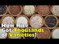 How Humans Accidentally Created Thousands of Rice Varieties