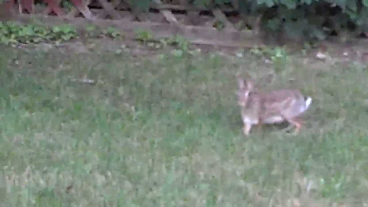 Wild Rabbit Hopping & Running in My Backyard - YouTube