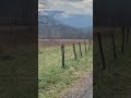 Some Cades Cove deer Pt.1