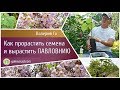 КАК ВЫРАСТИТЬ ПАВЛОВНИЮ!