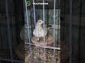 Salepost. #pigeon #kabutar
