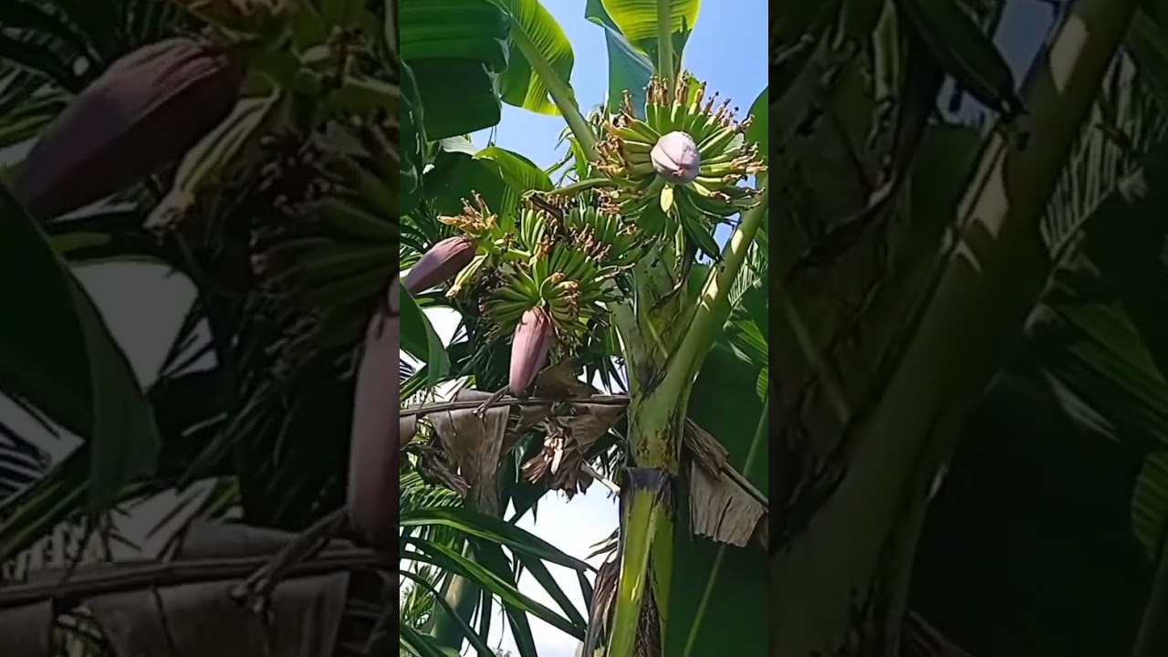 masyaallah Alhamdulillah...