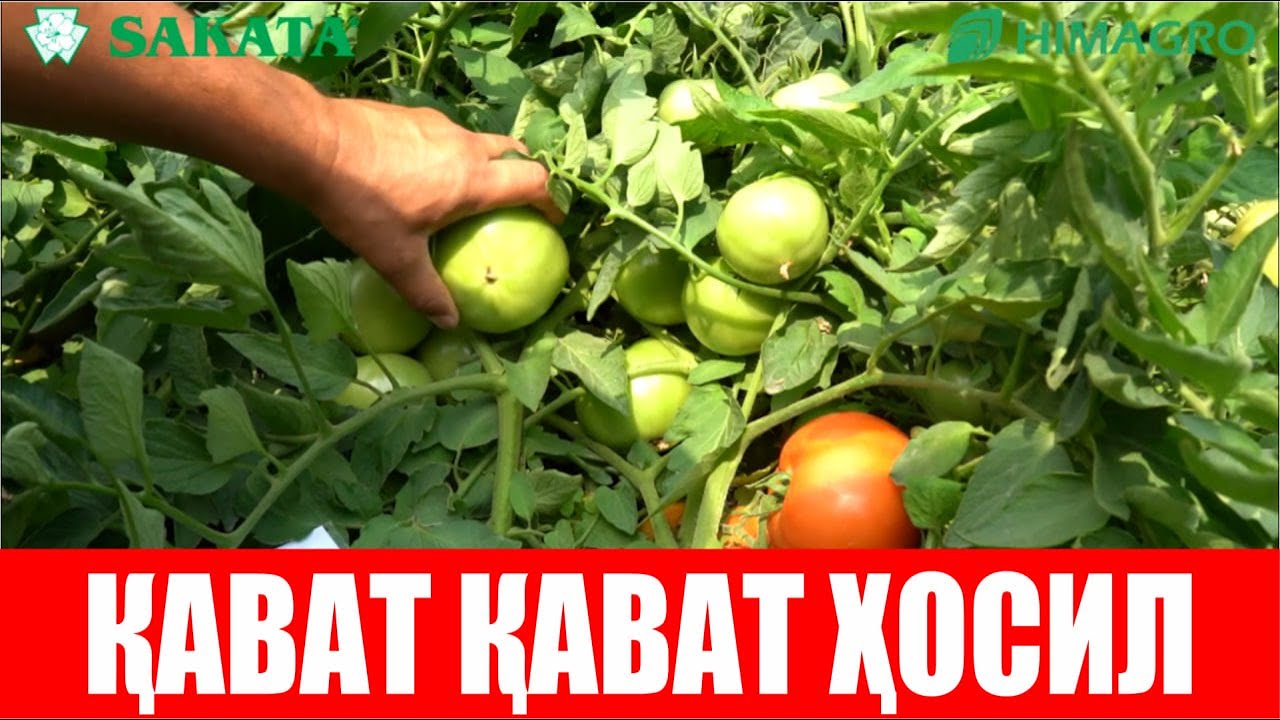 1 гектар Сюзана Плюсдан 200 тонна ҳосил олса бўлади (Tomato Suzana Plus F1-Sakata)
