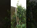 bersih -bersih