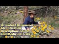 Balsamroot  feuilles flches  identification et description une plante comestible et mdicinale