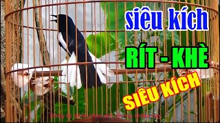 Chòe than mồi || HUÝT - CHẸP - CHẸP || RÍT - KHÈ || KÍCH CHIM RỪNG VỀ ĐẤU || ÂM CHUẨN NHẤTc291