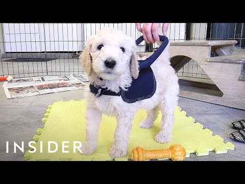 How Puppies Train To Be Guide Dogs