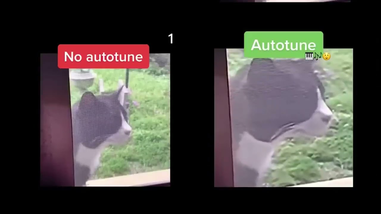 Wha Wha Cat  No Autotune & Autotune edit