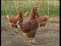Fun On The Farm مزرعة المرح Fun On The Farm مزرعة المرح