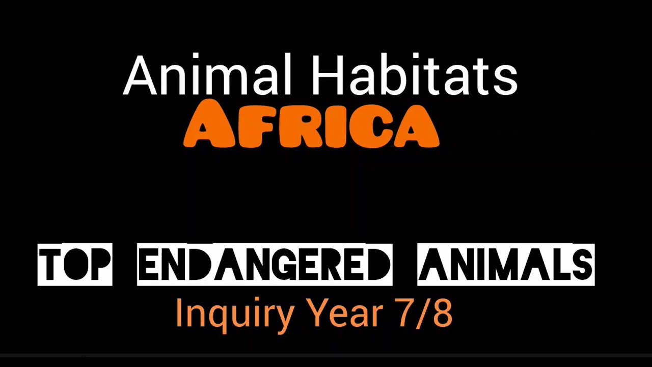Animal Habitat Lesson | Africa Continent Endangered animals | Inquiry | Matua Ubash