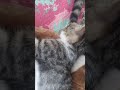 my cute kittens sleeping in the morning
